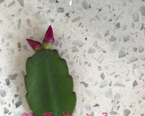 以仙人花叶死了怎么办？——维护植物健康的几种方法（保护植物免受叶片枯萎和死亡的方法）