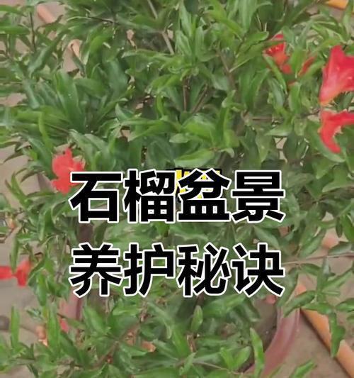 盆栽石榴繁殖的技巧与方法（一起来学习如何繁殖盆栽石榴吧！）
