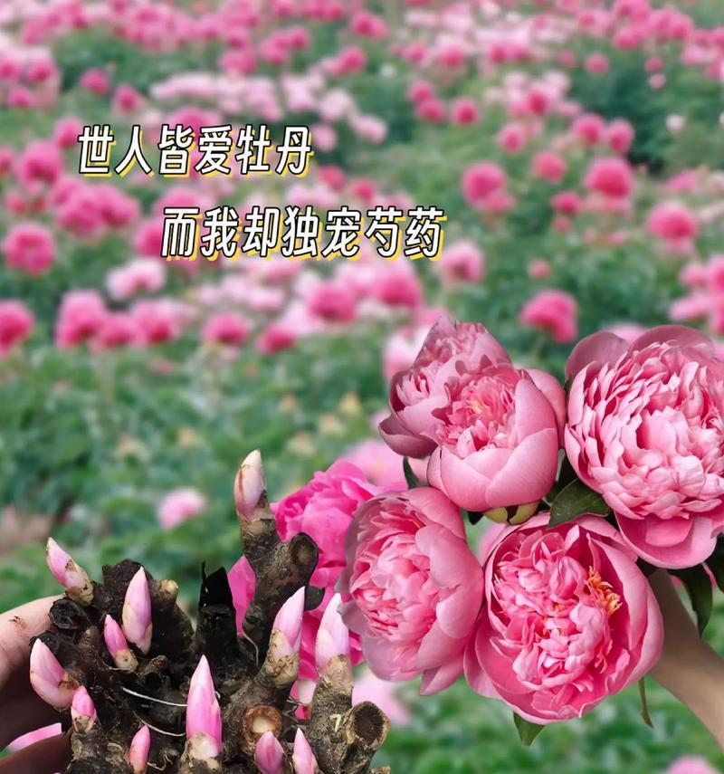 芍药盆栽的种植方法与注意事项（打造美丽花园的必备技能）
