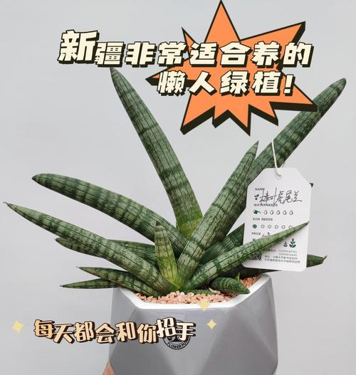银脉虎尾兰水培繁殖详解（一种简单有效的繁殖方法）