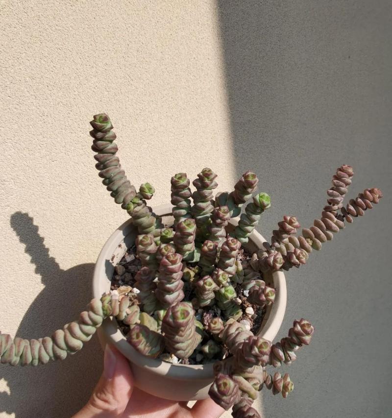 多肉植物换盆技巧（以钱串子多肉换盆，让你的植物健康成长）