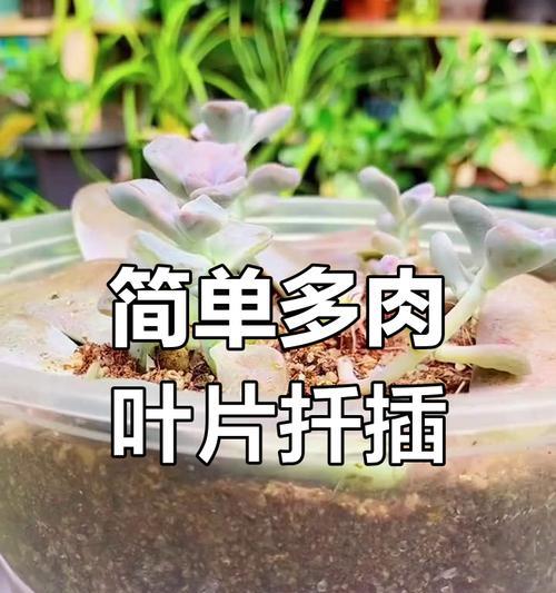 以仙人棒多肉怎么扦插（掌握关键步骤，轻松繁殖多肉）