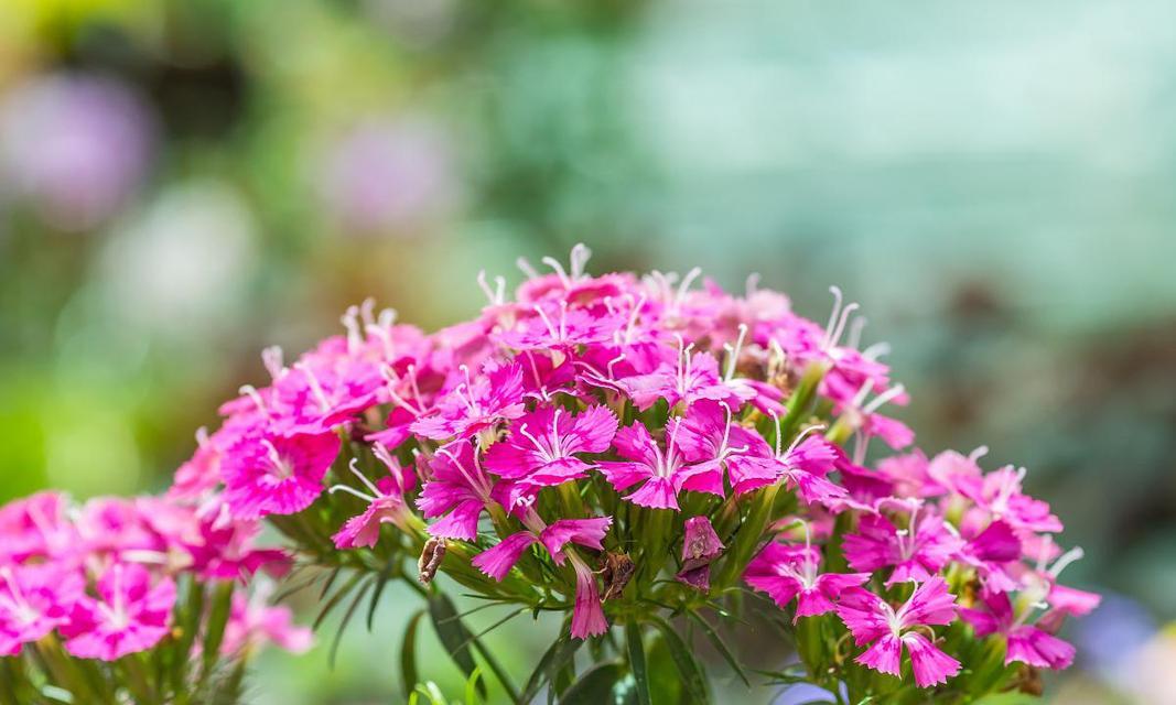 露薇花（了解露薇花的养殖方法和养护要点）