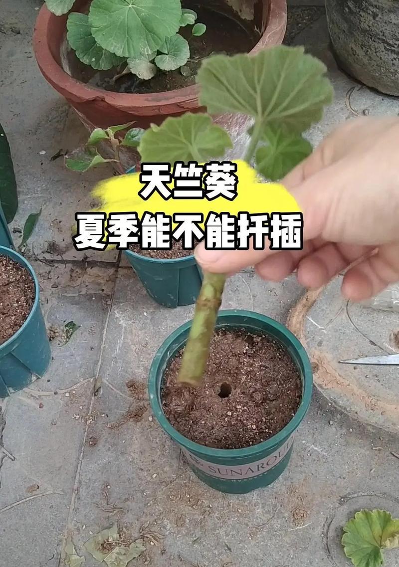 天竺葵为何叶子烂？（探究原因并提供解决方法）