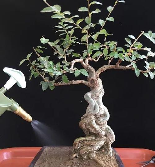 非洲茉莉伤根及其护理方法（探究非洲茉莉伤根原因及有效的护理方法）
