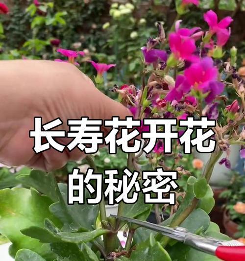 花卉施肥技巧——让您的花草茁壮成长（掌握施肥技巧，让花卉美丽盛放）