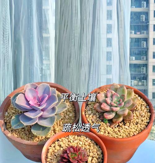 以麦饭石自制种花，开启花园新篇章（打造天然肥料，培育健康花朵）