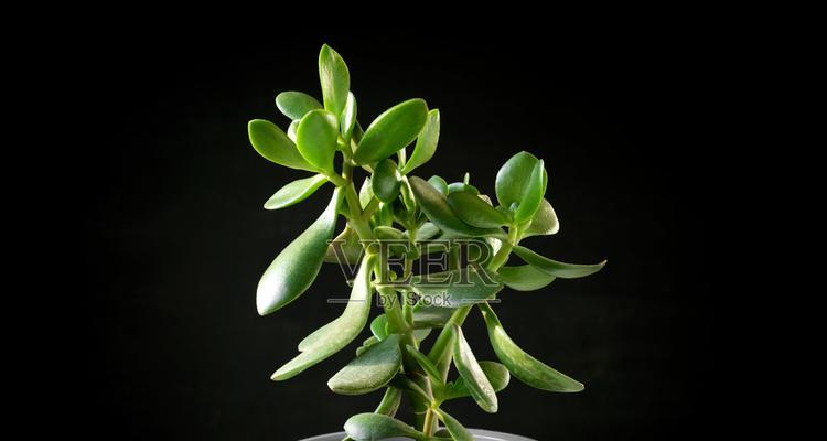 探秘黑色植物