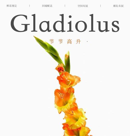 如何处理唐菖蒲开花后？（一步步教你，让唐菖蒲重新焕发生机）