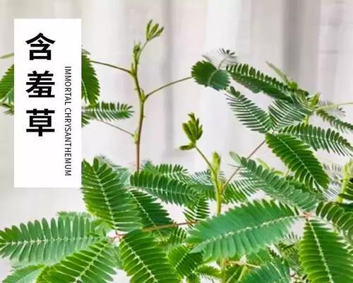 害羞草的栽培与养护技巧（了解害羞草的成长秘密，打造绿色家园）