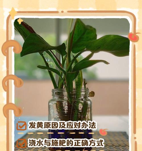 水养殖物叶子发黄的原因及解决方法（探究叶子发黄的成因，提供有效的解决方案）