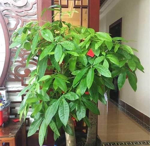 如何保护冬天放在外边的发财树（有效措施及注意事项，让您的发财树在寒冷的冬季中健康茁壮）