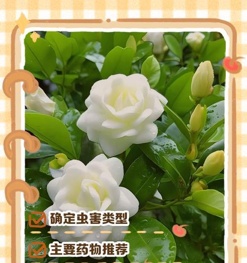 探索房间里的栀子花虫奥秘（揭开栀子花虫的生态习性与保护措施）