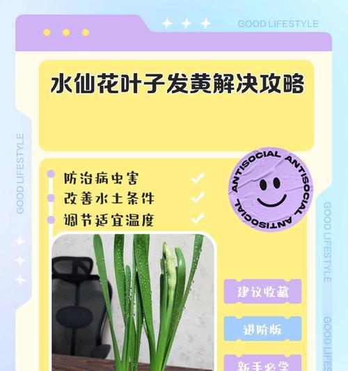 如何科学浇水以保持叶仙的健康生长（叶仙浇水的技巧和注意事项）