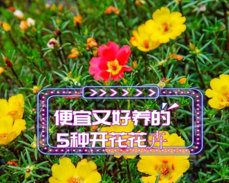 探究太阳花的生长特点（揭秘多年生植物太阳花的神秘面纱）