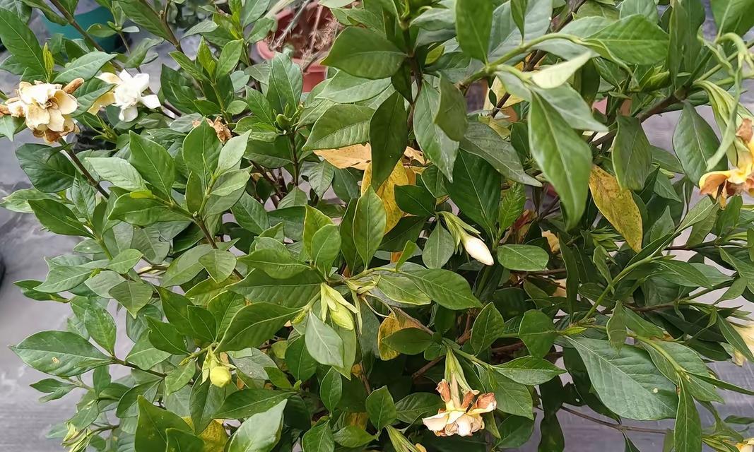 小栀子花换盆之技巧与注意事项（让小栀子花焕发更美的容颜的方法与步骤）