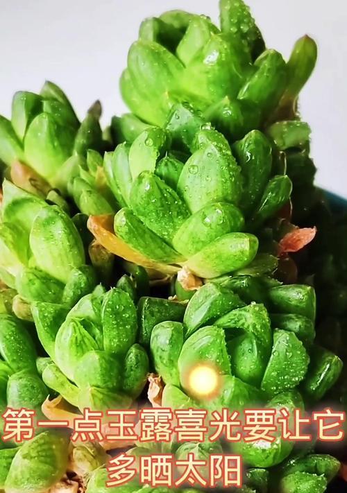 玉露花的养殖技巧（打造美丽花园的必备秘籍）