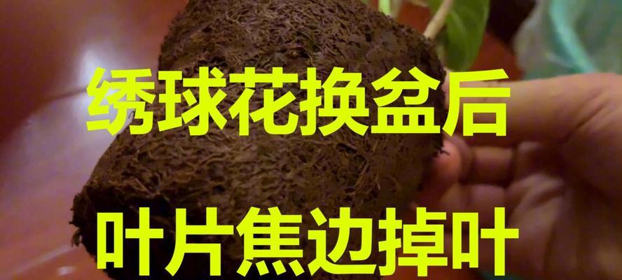绣球叶子发卷的原因与处理方法（探究绣球叶子发卷的原因，提供有效的处理方法）