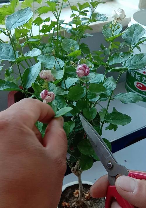 茉莉之美（探索茉莉的修建技巧与养护要点）