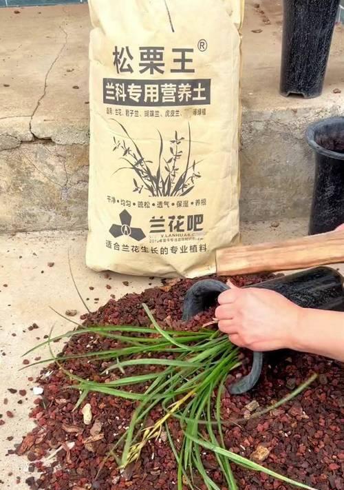 兰花栽浅了怎么办？（如何修复浅栽兰花的生长环境）