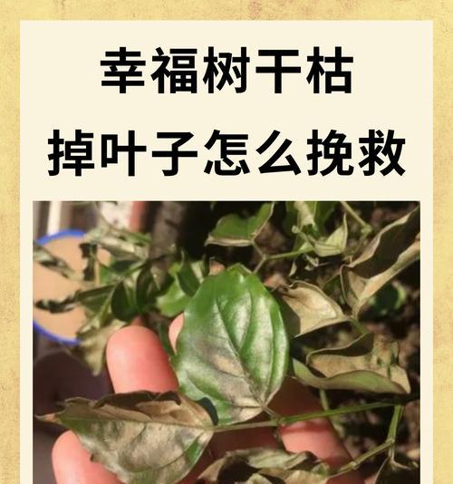 平安树叶子糊了的原因及解决办法（了解为什么平安树的叶子会糊了，掌握正确的护理技巧）