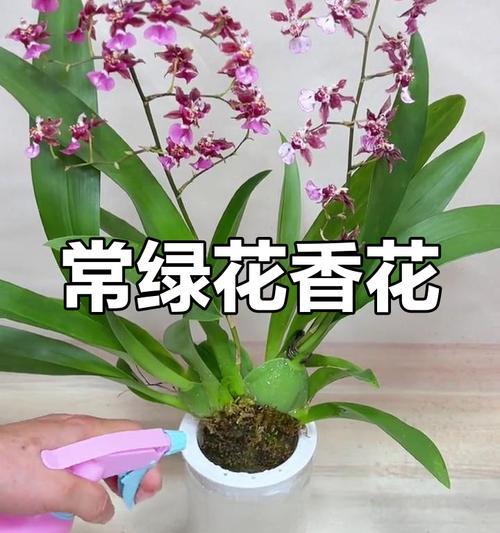 梦香兰开花后的修剪方法（打造美丽庭院的秘诀）
