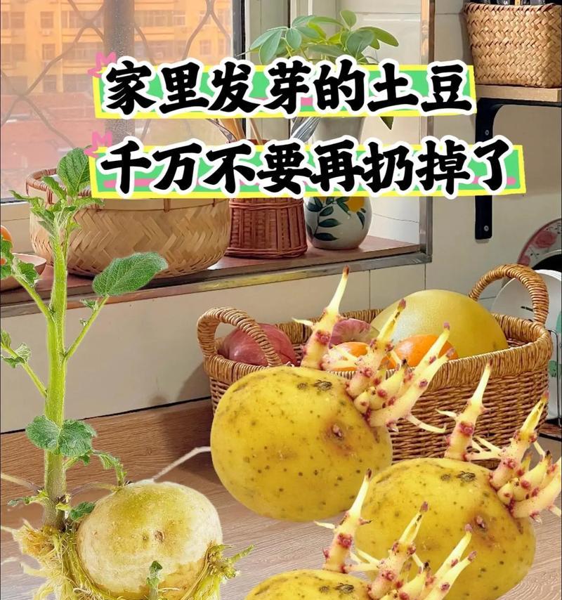 马铃薯发芽了能不能吃？解析一下！