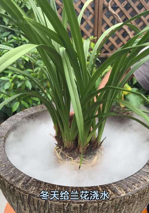 冬季养君子兰的保护要点（寒冬季节，如何呵护君子兰的健康成长）