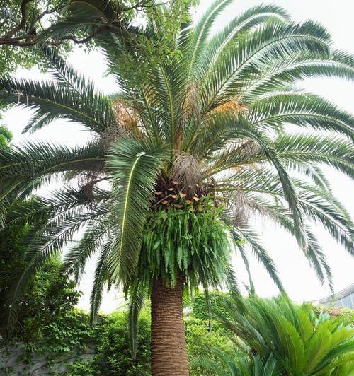 铁树下叶子黄了该如何处理？（叶子黄了是植物生理问题，注意适时施肥保养）