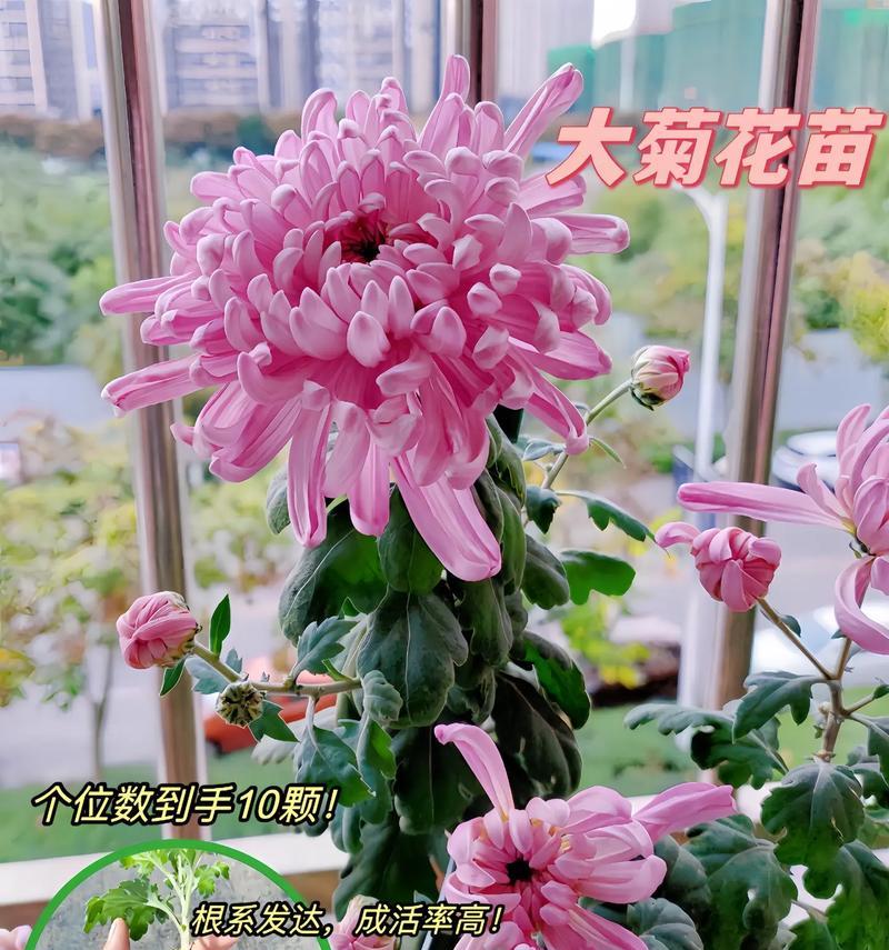 如何促进菊花开花？（关键技巧和方法让您的菊花绽放迷人之姿）
