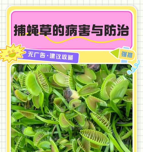 捕蝇草叶子变软的原因及处理方法（了解捕蝇草叶子软化的关键问题，有效处理叶子软化情况）