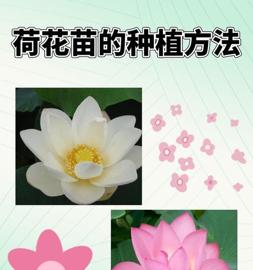 荷花种植的时间与方法（打造优美水景，掌握荷花栽培关键）
