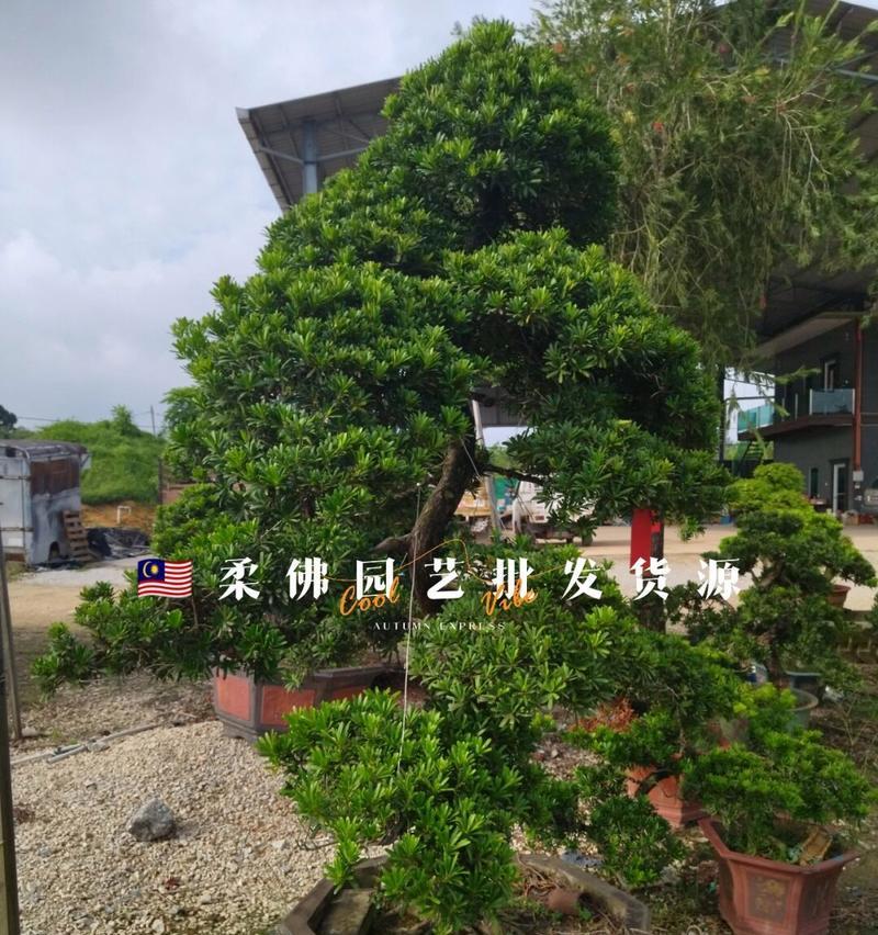 罗汉松换盆的最佳时间（掌握这个时间节点，让罗汉松更加健康茂盛）