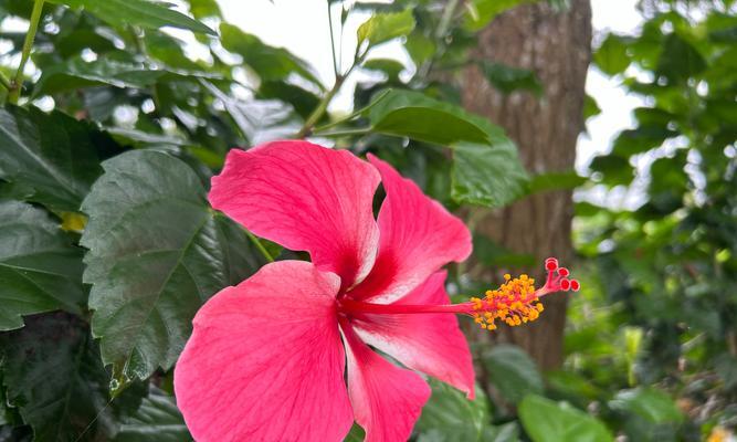 朱槿花叶子为什么会发蔫？（探究朱槿花叶子萎蔫的原因及解决方法）