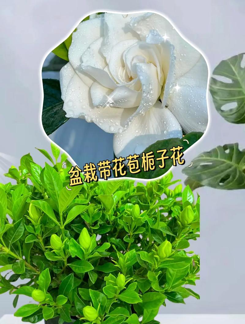 栀子花花苞后的修剪技巧（打造栀子花优美的形态与更多花朵开放）