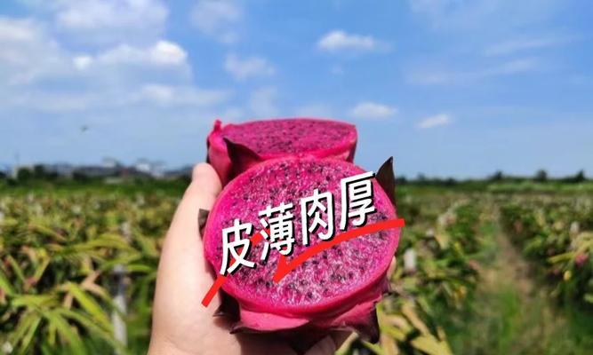 红心火龙果皮的营养价值与食用方法（探究红心火龙果皮的可食用性及营养成分，告别浪费）