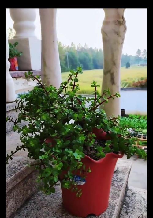 如何简单养护金枝玉叶（有效方法使您的金枝玉叶常青不凋谢）
