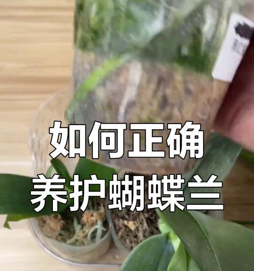 蝴蝶兰的浇水时间与技巧（科学浇水，让蝴蝶兰绽放如画）