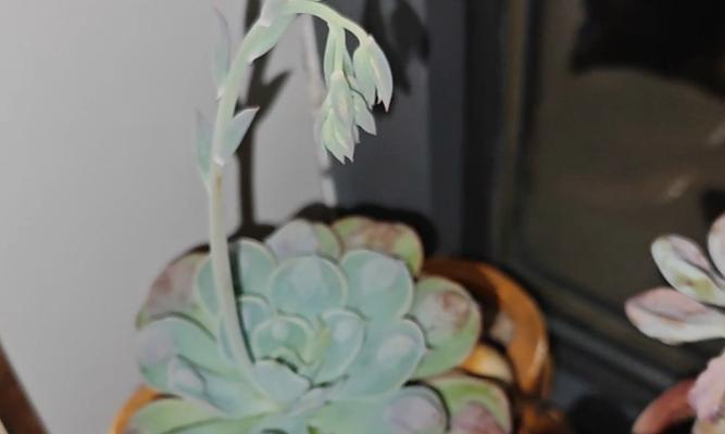 多肉植物为何开花后会死去？（多肉植物开花后的生命周期及处理方法）