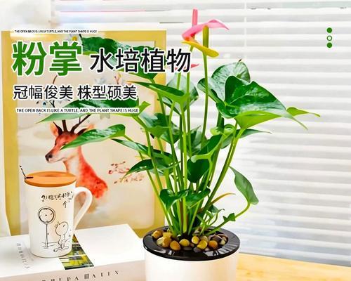 以粉掌怎么养活？（挖掘粉掌潜力，打造可持续盈利模式）