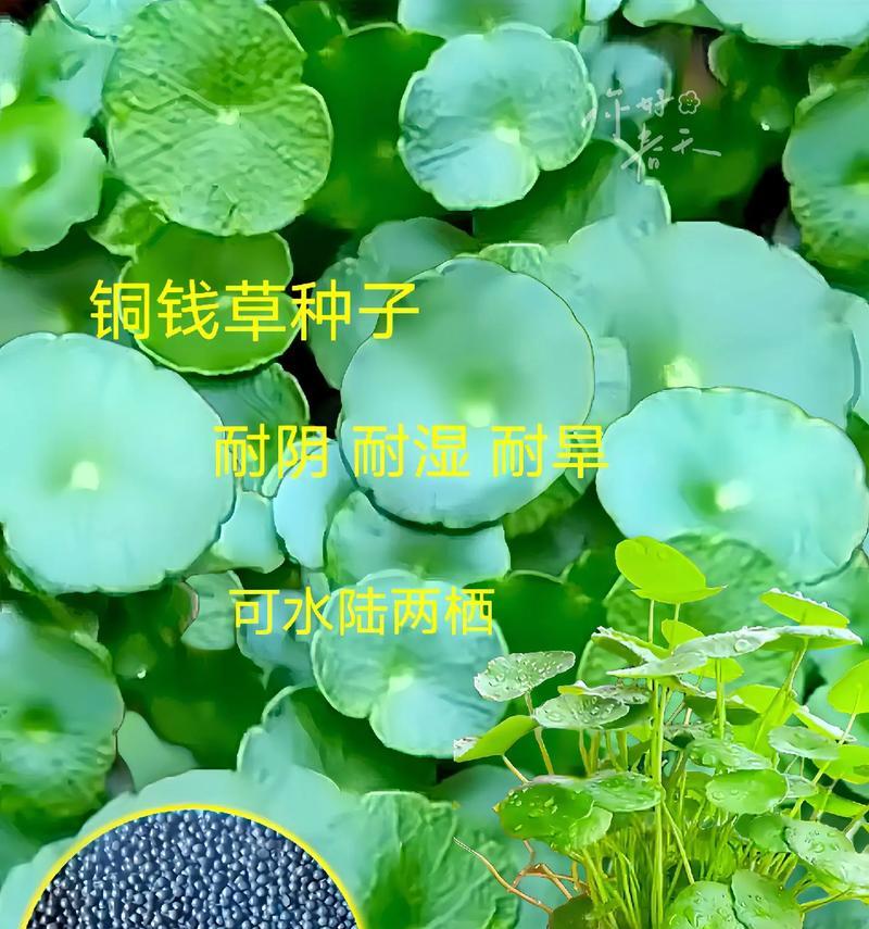 以水养的铜钱草结籽养护指南（水中繁衍，细节关键，一起来学习以水养的铜钱草结籽如何护理）