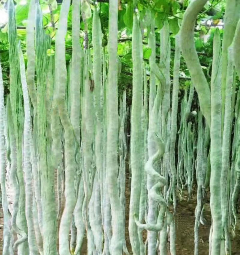 蛇豆的种植方法与时间（如何在适当的时间和方法下种植蛇豆？-蛇豆）