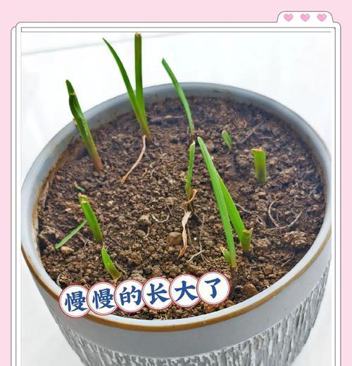 以风雨兰繁殖为主题的种植技巧（掌握风雨兰的繁殖技巧，让你的花园更加丰盈）