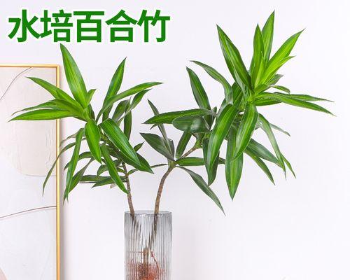 百合水培生根的方法与技巧（水培百合，简单又有效）