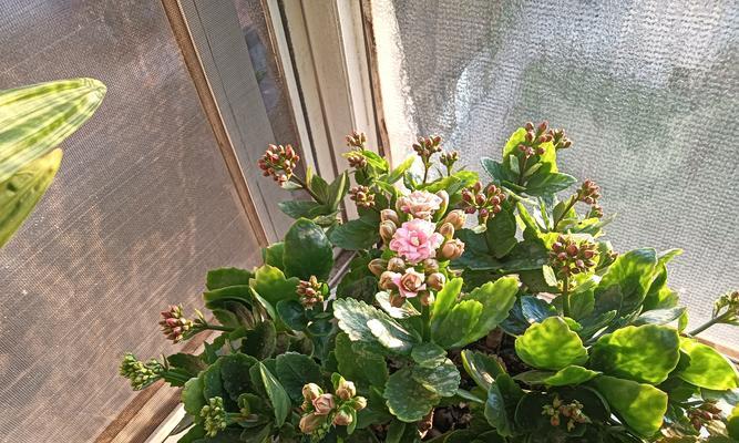 如何控制植物生长速度？（养植物的技巧与方法）