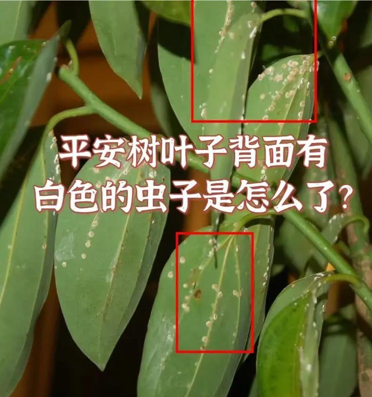 平安树叶子往下耷拉的原因及应对方法（探究平安树叶子往下耷拉的现象，为您提供解决方案）