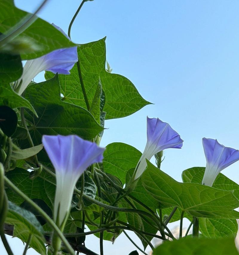 牵牛花开花期多长时间？（探究牵牛花开花期的时间和影响因素）