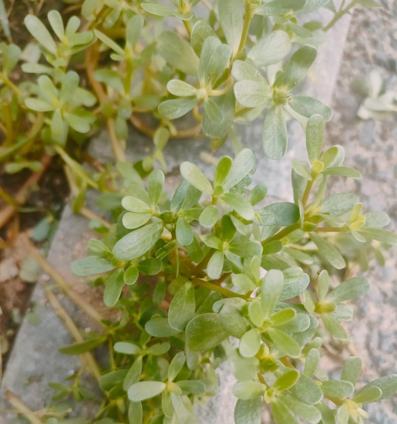 马齿苋，一种常见的野菜（形态特征、生态环境、营养价值等方面的介绍）