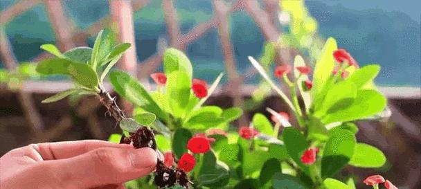 老盆土可以再种花吗？（从土壤结构、肥力、水分等方面来探究老盆土再种花的可行性）