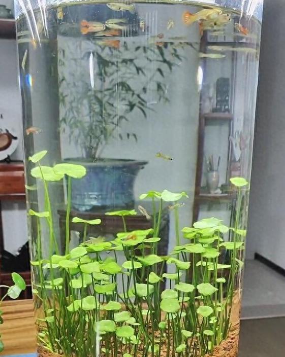 以土养的铜钱草如何科学浇水？（科学浇水，让铜钱草茁壮成长）